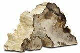Polished Petrified Wood (Cypress) Stand-Up - Saddle Mountain, WA #344107-1